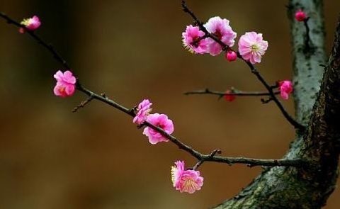 暢談六祖壇經（477）知戒學戒