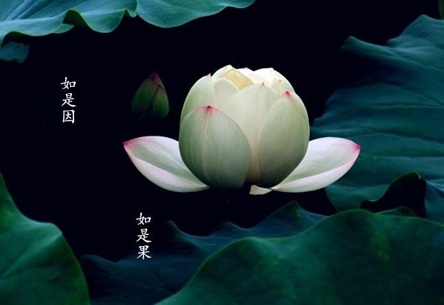 暢談六祖壇經（1233）應對自如