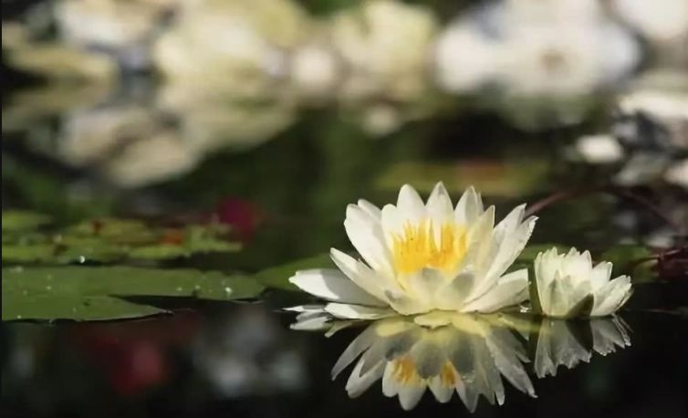 暢談六祖壇經（1398）覺察自心