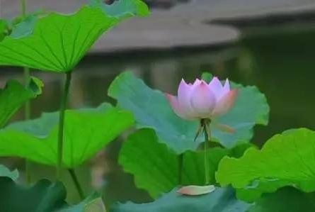 暢談六祖壇經（1404）離名離心