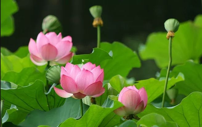 暢談六祖壇經（1474）不改其志