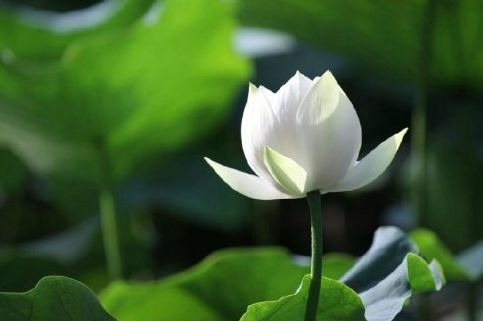 暢談六祖壇經（1044）平常之心