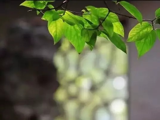 暢談六祖壇經（466）不執於相