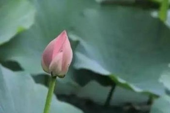 暢談六祖壇經（343）懂得慈悲