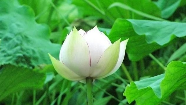 暢談六祖壇經（1198）明心見性