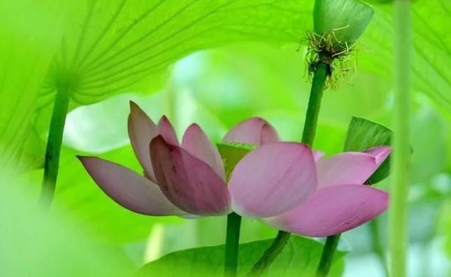 暢談六祖壇經（603）誰是主宰