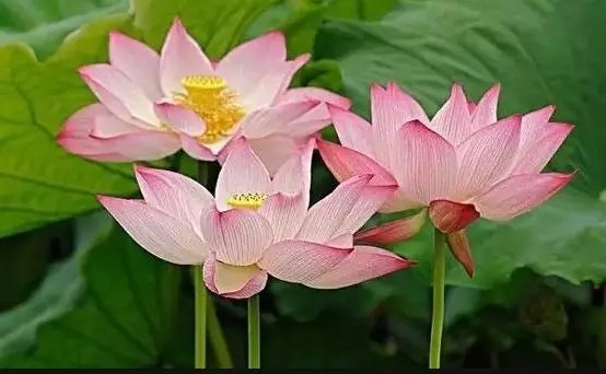 暢談六祖壇經（461）因緣甚深