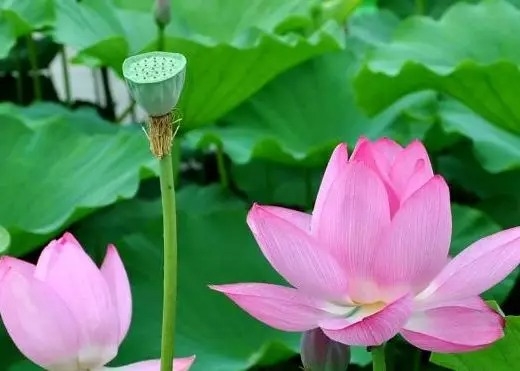 暢談六祖壇經（656）淨而不染