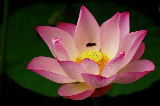 暢談六祖壇經（1271）不要執著