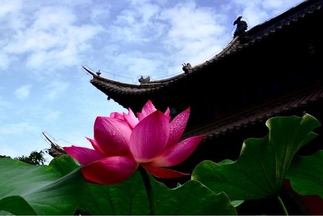暢談六祖壇經（1332）應機之法
