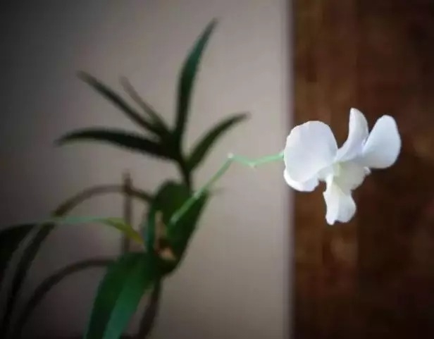暢談六祖壇經（894）三身圓滿