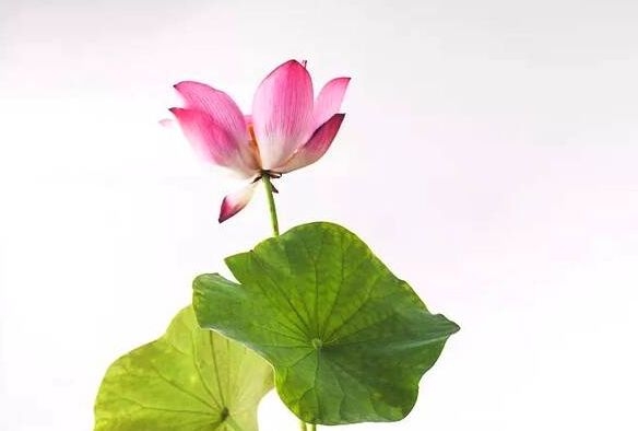 暢談六祖壇經（1414）莫起思量