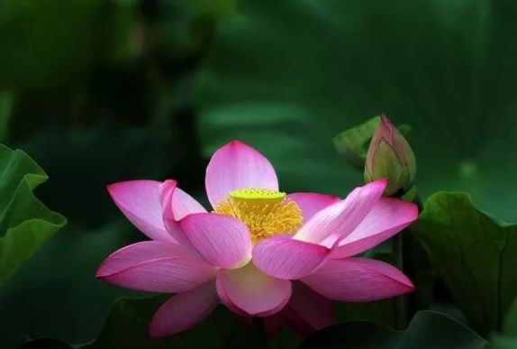 暢談六祖壇經（1065）止息煩惱