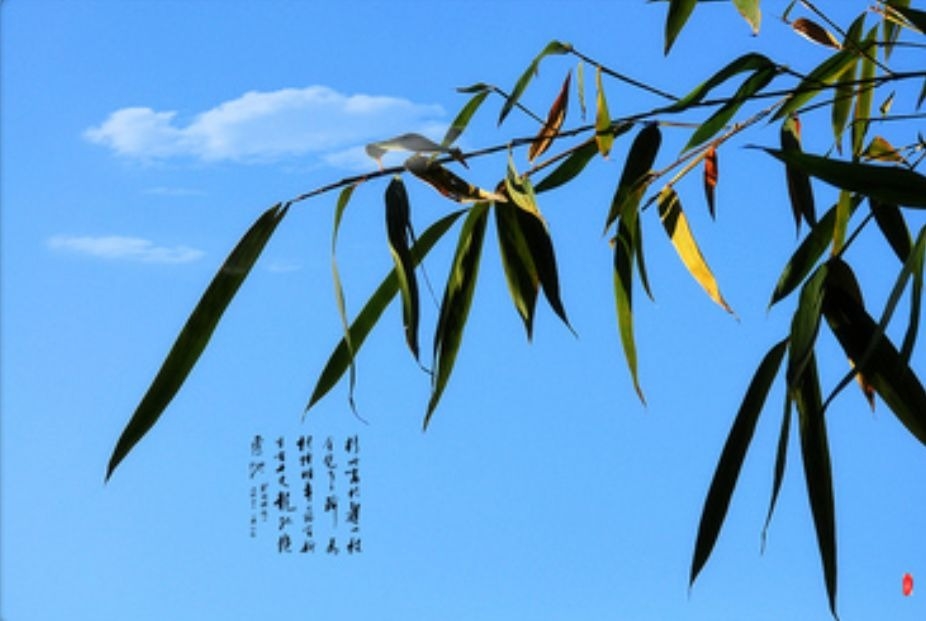 暢談六祖壇經（202）虛心請教
