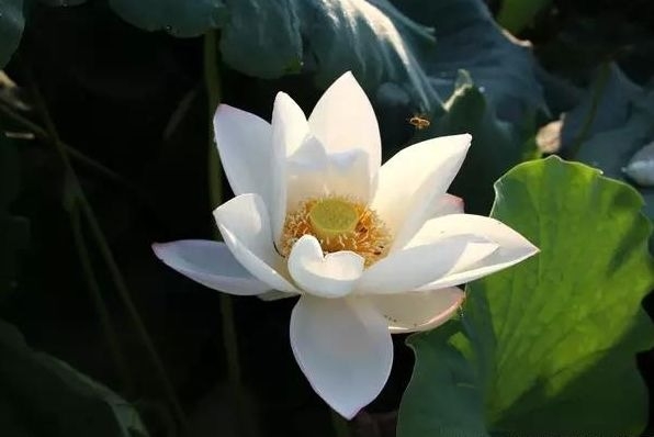 暢談六祖壇經（313）勇於面對