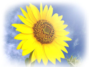 http://zensoul.org/index/uploadfile/200674213314717.jpg