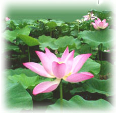 http://zensoul.org/index/uploadfile/2006712214431616.jpg